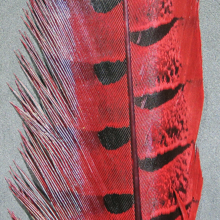 Ringneck Pheasant Tail Feathers--Hareline