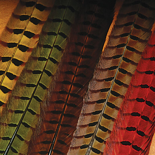 Ringneck Pheasant Tail Feathers--Hareline