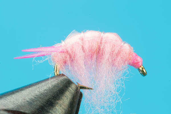 Sow Bug