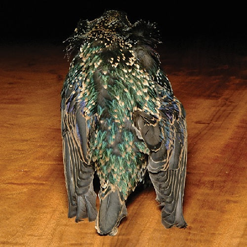 Starling Skin--Hareline