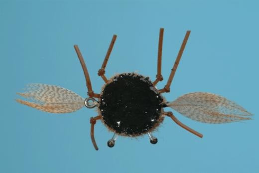 Sumo Crab - Solitude