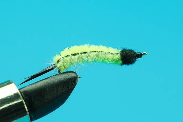 Catalpa Worm Fishing Bait for Multiple Species