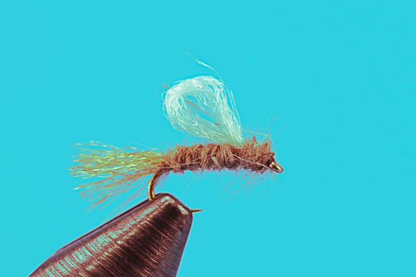 Iris Caddis
