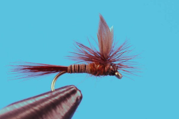 Parachute Red Quill